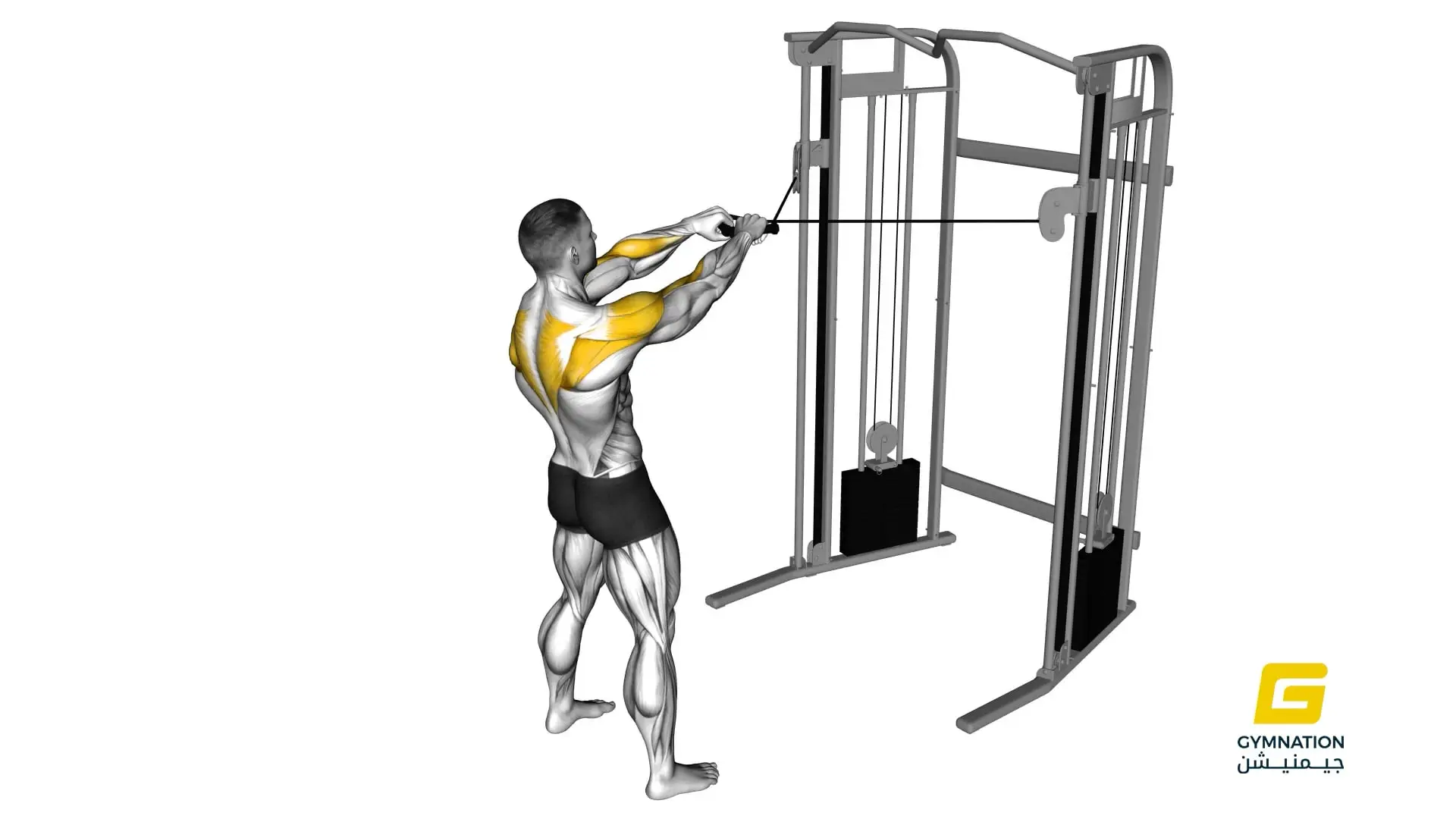 Cable Standing Face Pull Thumb