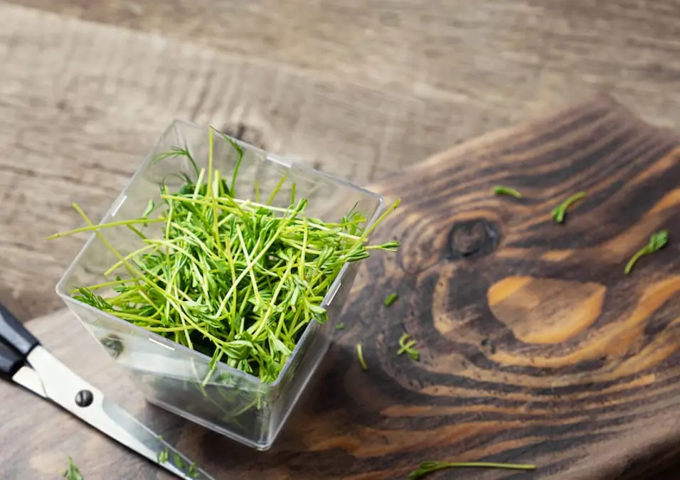 وعاء بلاستيكي شفاف يحوي براعم الجرجير الصغيرة الطازجة على لوح تقطيع خشبي بجوار مقص، يوحي بفوائد الجرجير للشعر وكيف يؤثر على نموّه.