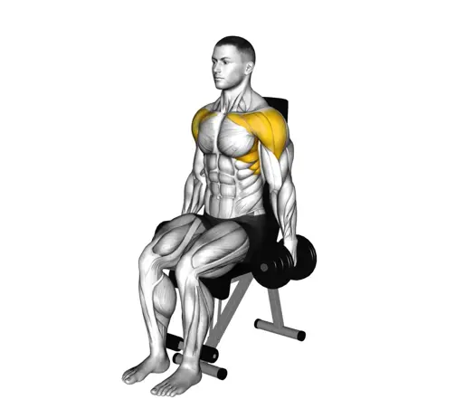 Dumbbell Seated Front Raise Thumb