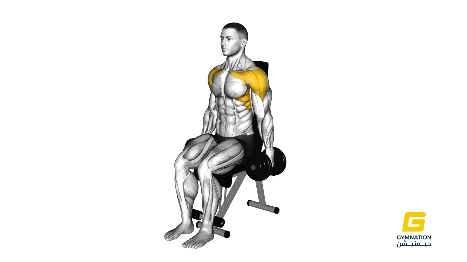 Dumbbell Seated Front Raise Thumb