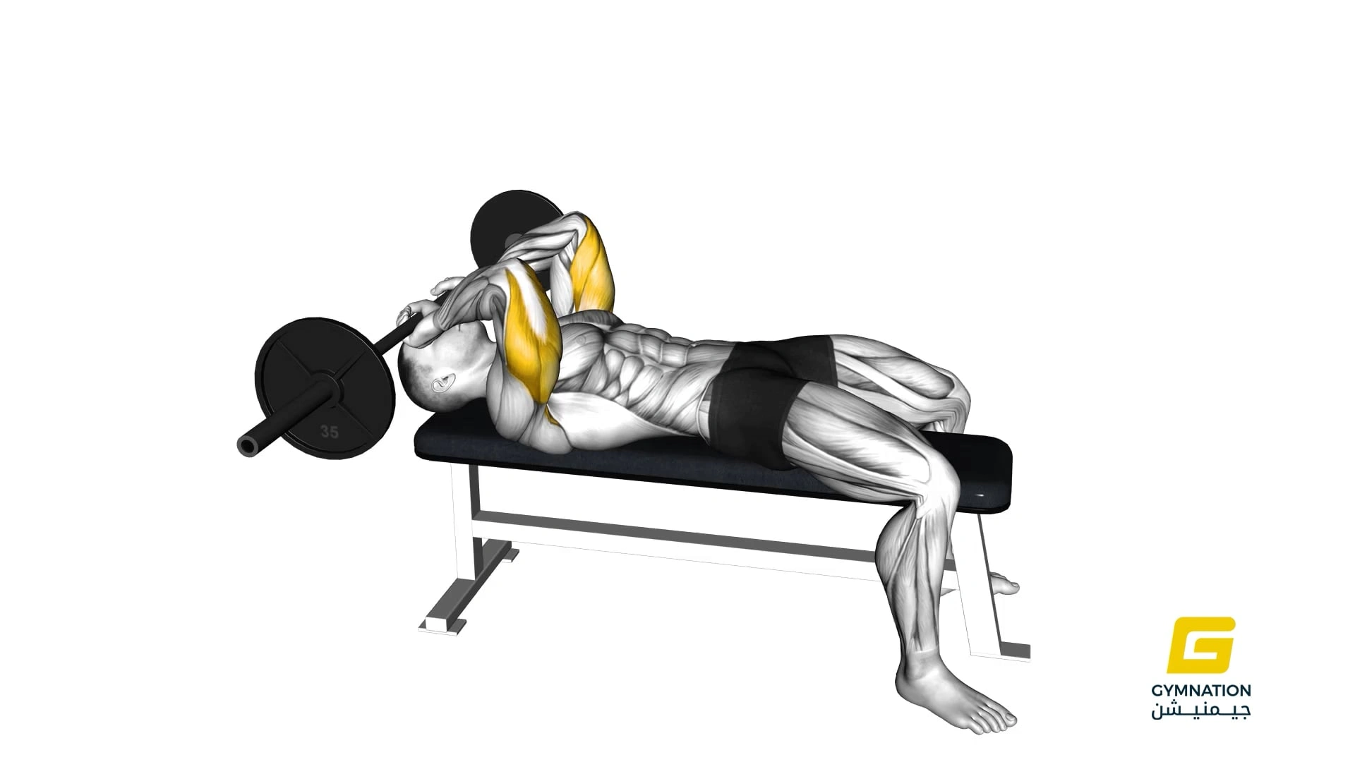 Barbell Lying Triceps Extension Skull Crusher Thumb