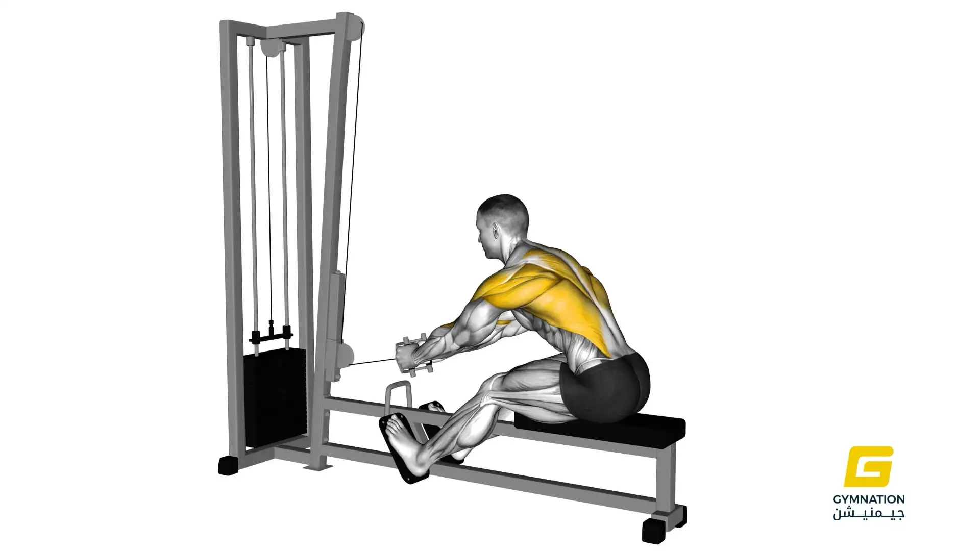Cable Seated Row Thumb
