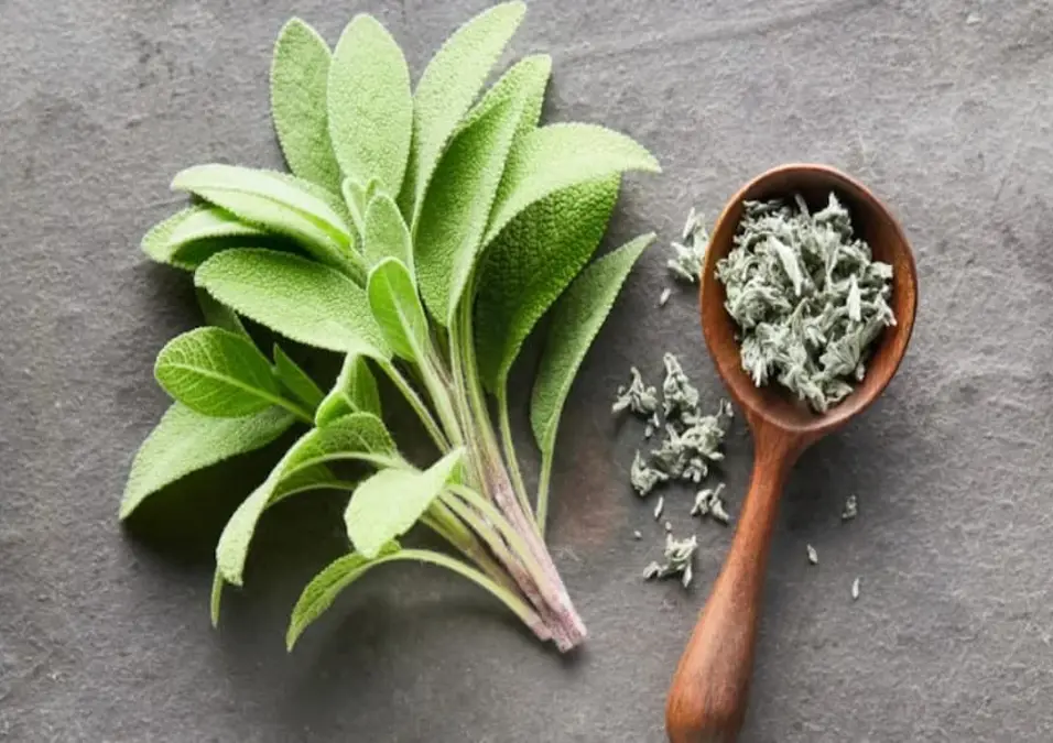 لقطة من الأعلى لأوراق ميرمية خضراء طازجة بجانب ملعقة خشبية مملوءة بالميرمية المجففة على سطح حجري رمادي، مما يتساءل عن متى تصبح أضرار الميرمية خطيرة ويسلط الضوء على الحالات التي تستوجب الحذر.