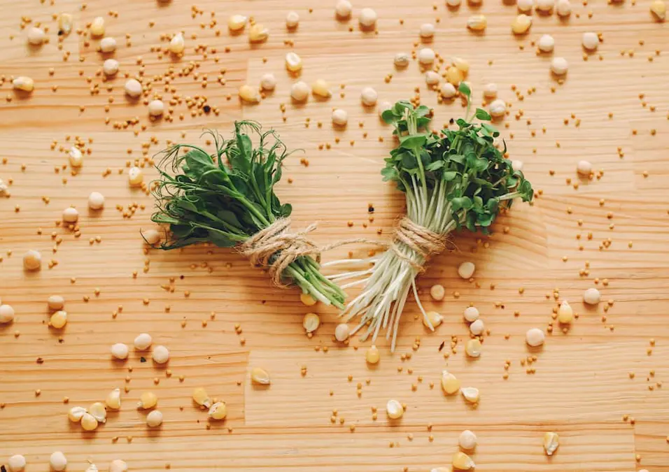 منظر علوي لباقة من الشتلات مربوطة بالخيش ومحاطة بالحبوب، يوحي بدور الشمر (أو البراعم المشابهة) في التنحيف والتخسيس.