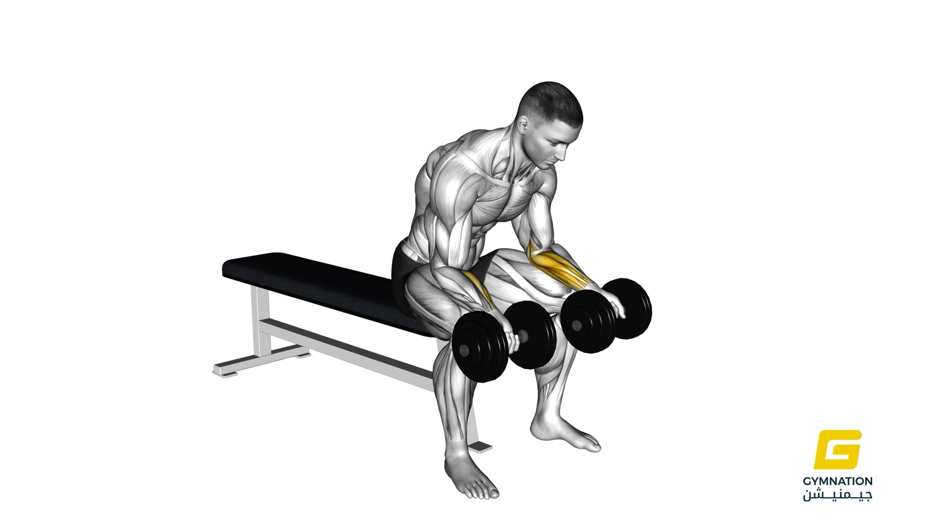 Dumbbell Seated Palms Up Wrist Curl Thumb
