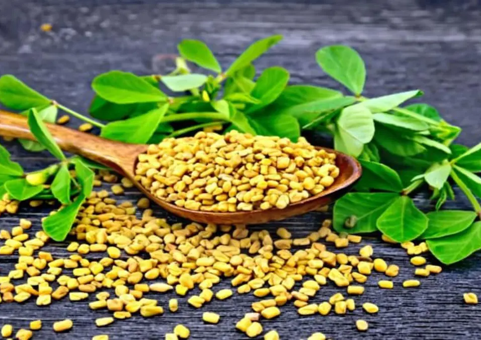 ملعقة خشبية مليئة ببذور الحلبة محاطة بأوراق طازجة، تشير إلى دليل شامل لفوائد الحلبة وأضرارها للصحة.