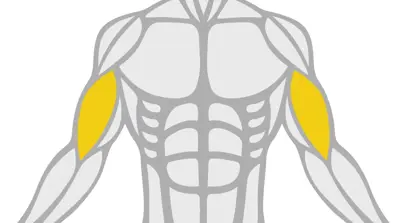 Exercise Library Biceps