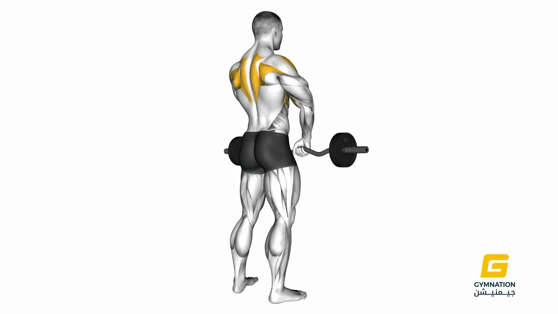 Barbell Upright Row Thumb
