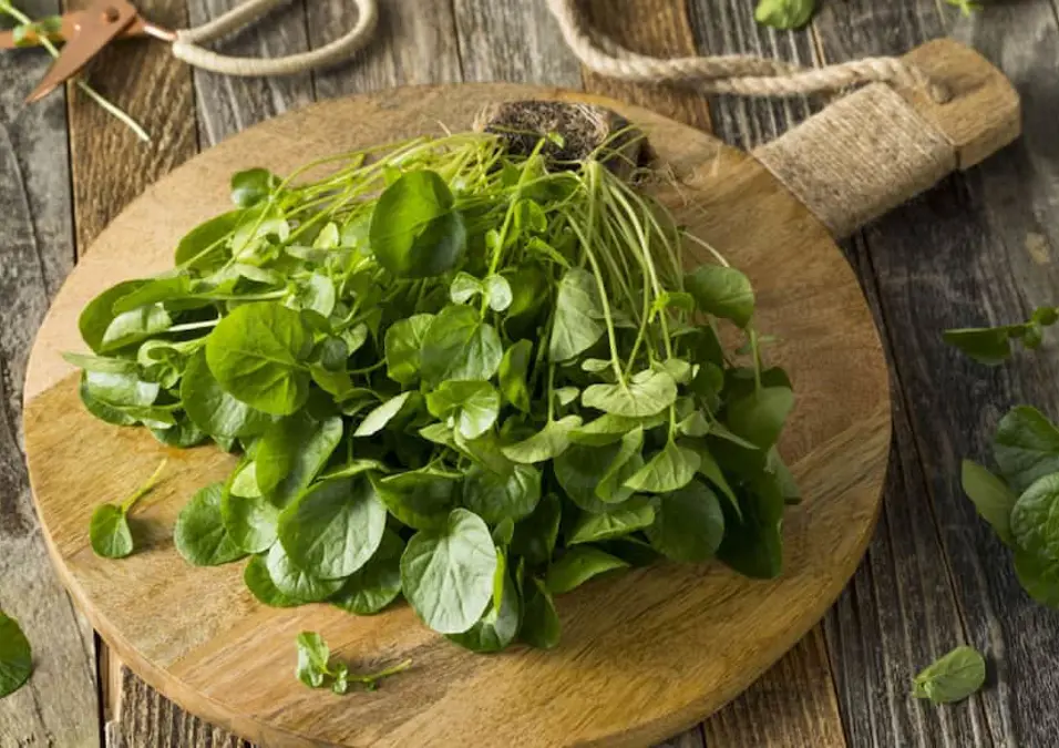 حزمة كبيرة من الجرجير المقطوف حديثاً على لوح تقطيع خشبي، توحي بدوره في دعم الخصوبة والصحة الجنسية للرجال.