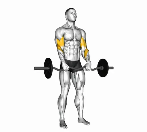 EZ Barbell Reverse Grip Curl Thumb