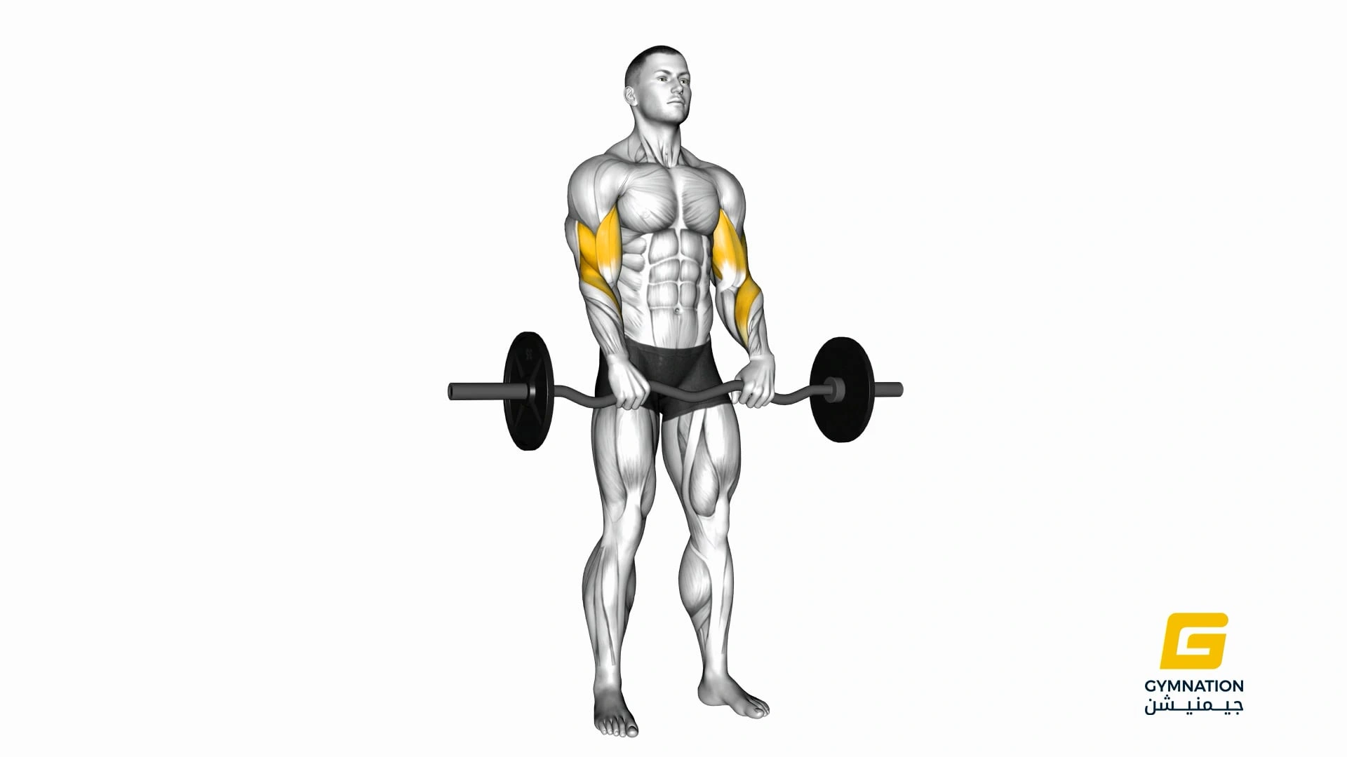 EZ Barbell Reverse Grip Curl Thumb