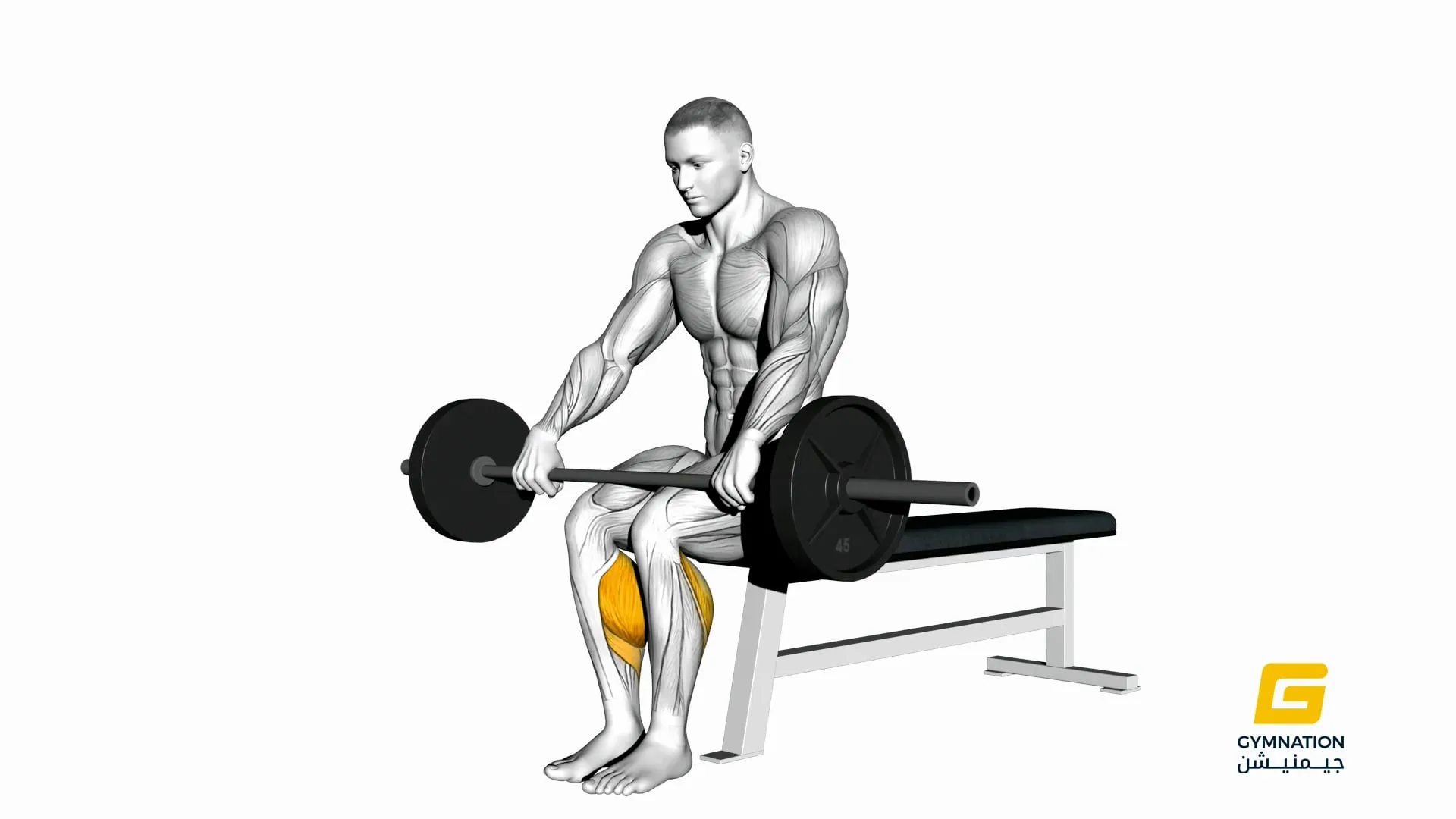 Barbell Seated Calf Raise Thumb