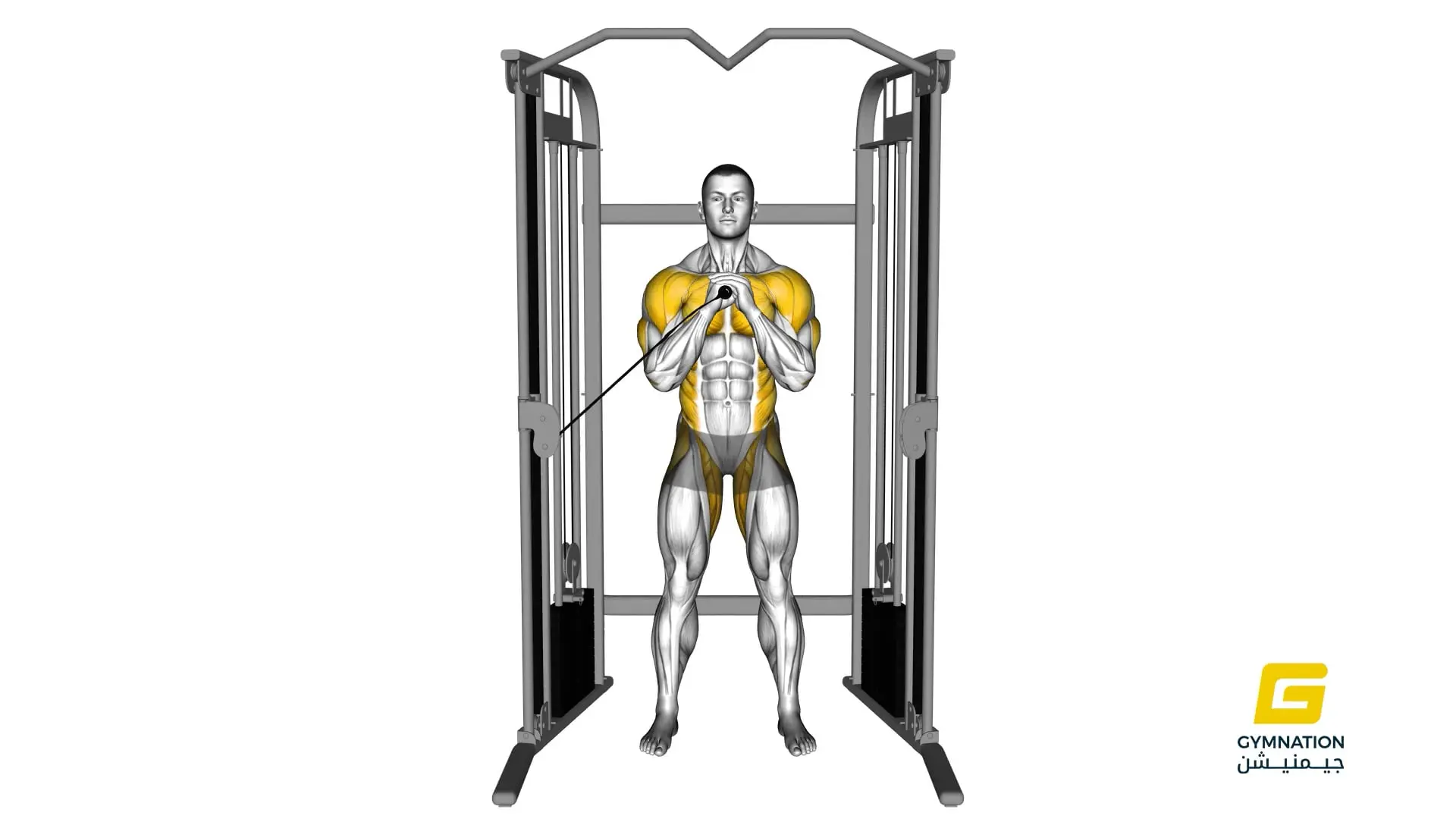 Cable Vertical Pallof Press Thumb