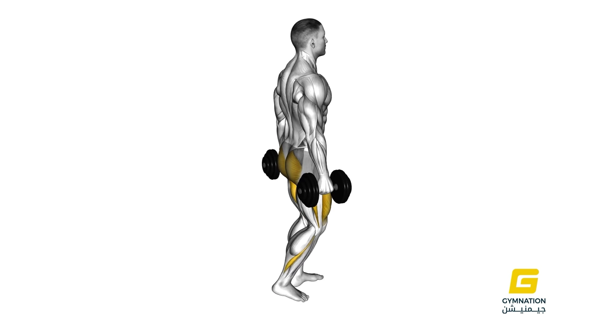 Dumbbell Rear Lunge Thumb