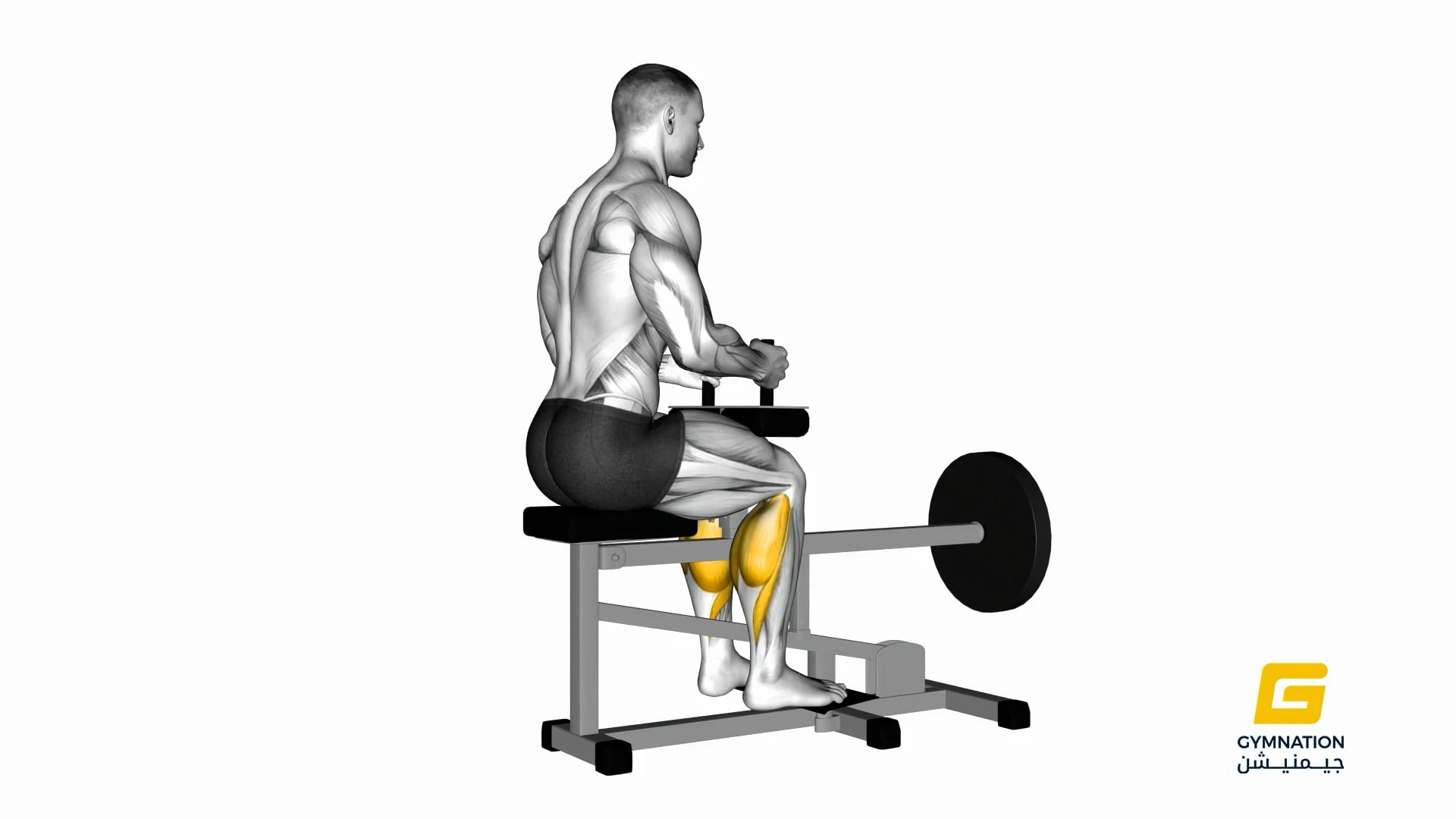 Lever Seated Calf Raise (Plate Loaded) Thumb