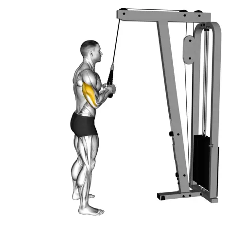 Cable Pushdown (With Rope Attachment) Thumb