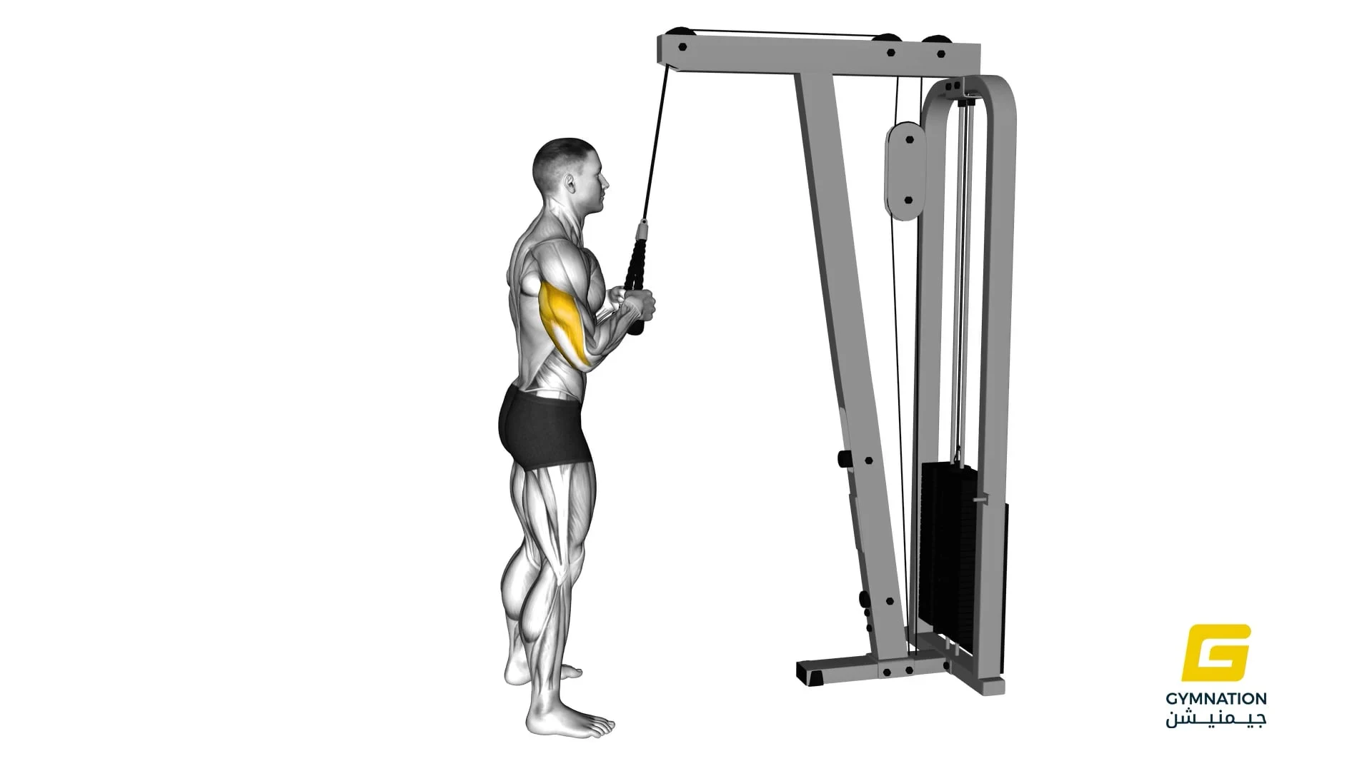 Cable Pushdown (With Rope Attachment) Thumb