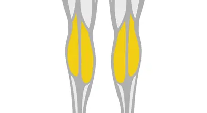 Exercise Library Calves