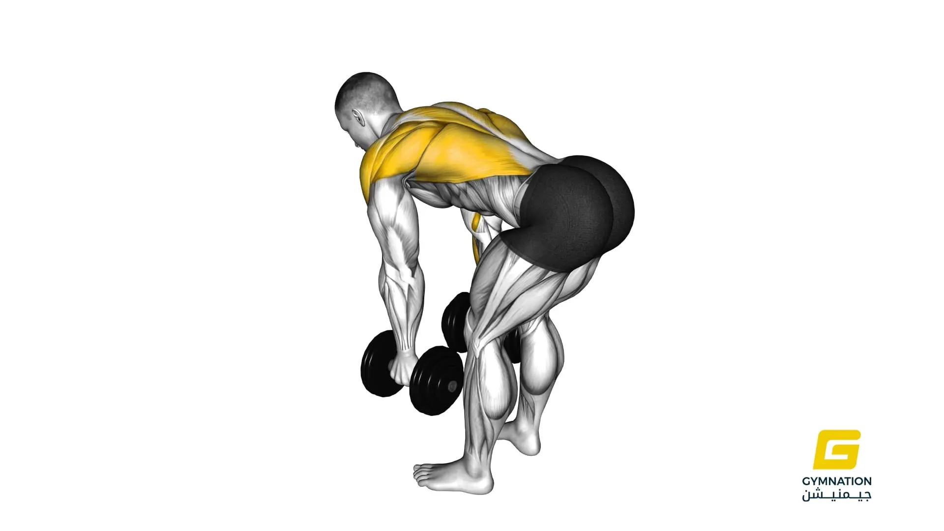Dumbbell Bent Over Row Thumb