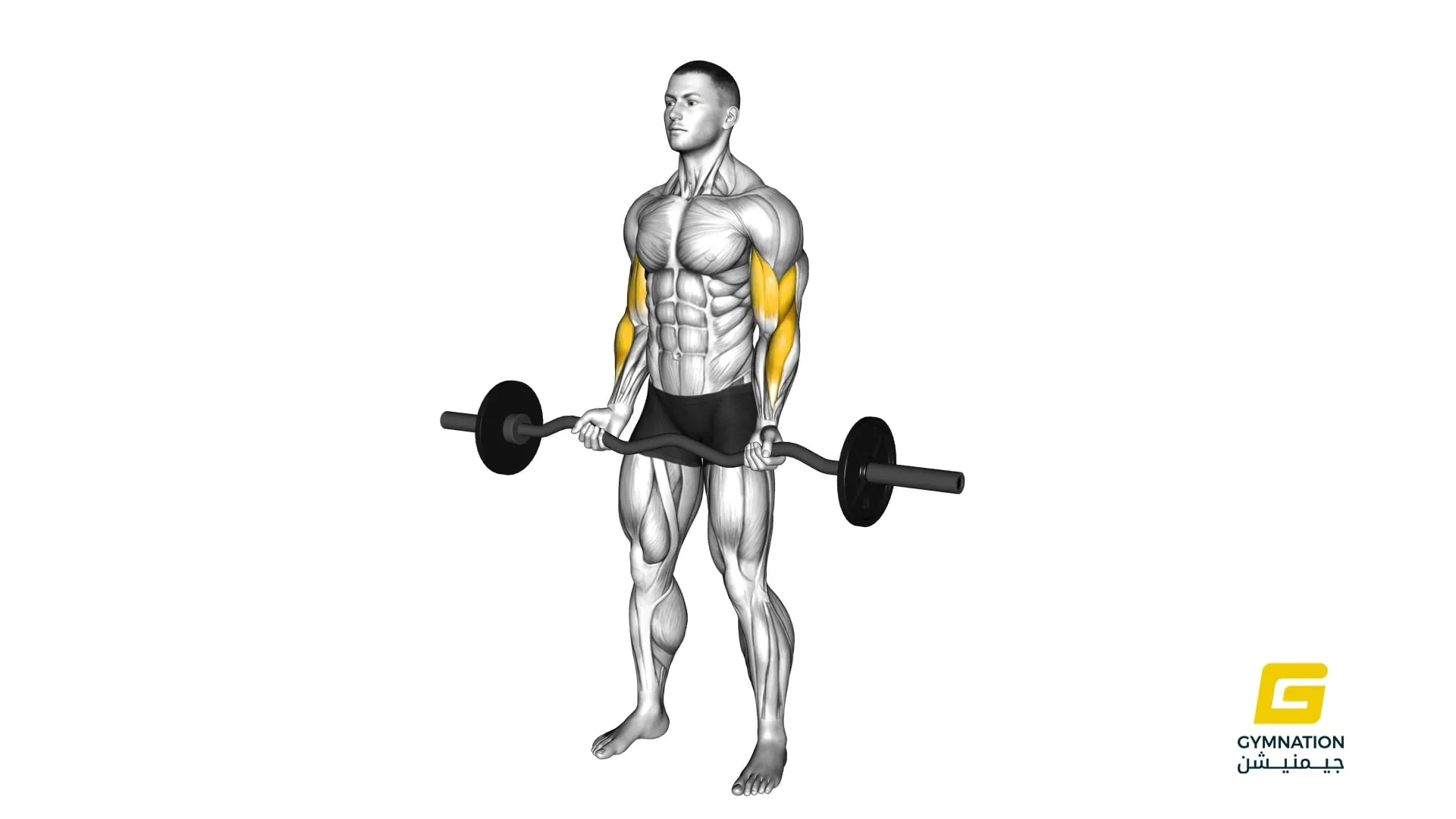 EZ Barbell Curl Thumb