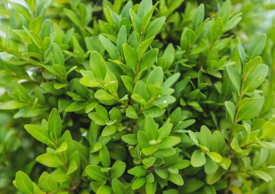 لقطة مقربة لأوراق البردقوش الخضراء الزاهية، توحي بفوائده للنساء كدليل طبيعي لصحة متوازنة.