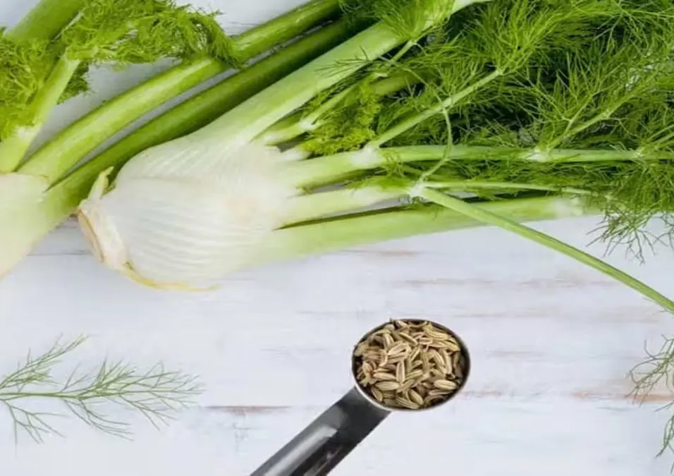 بصلات وأوراق الشمر، مع ملعقة قياس مليئة ببذور الشمر، توحي بأهم فوائده الصحية لعام 2025.