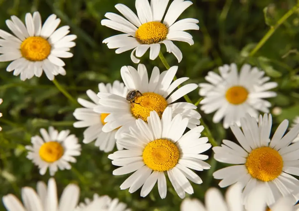  لقطة مقربة لزهور البابونج، تمثل تجربة شخصية مع البابونج للمعدة والتنحيف والوجه.