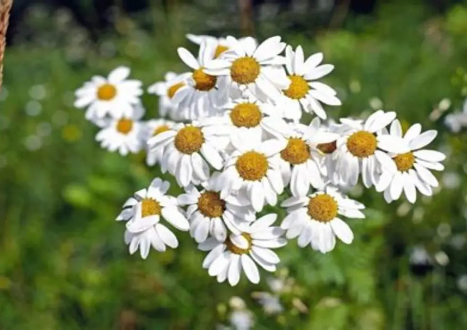 مجموعة من زهور البابونج البيضاء بمركز أصفر، توحي بفوائد البابونج للصدر والجهاز التنفسي.