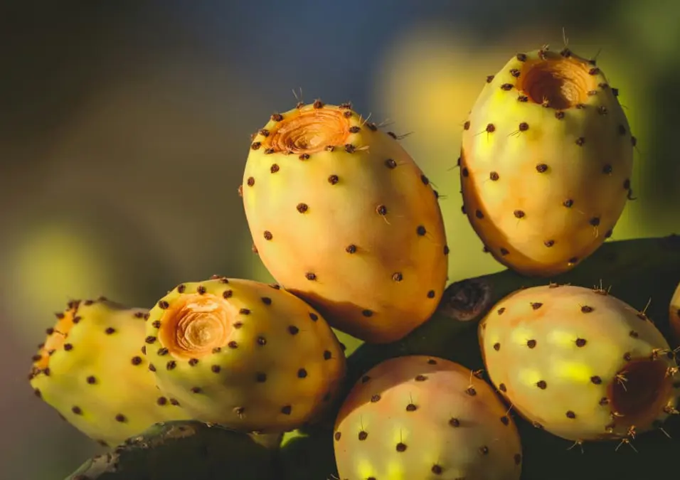 لقطة مقربة لثمار التين الشوكي الناضجة على لوح صبار، تسلط الضوء على أسباب تجعلك تتناوله يومياً لفوائده.