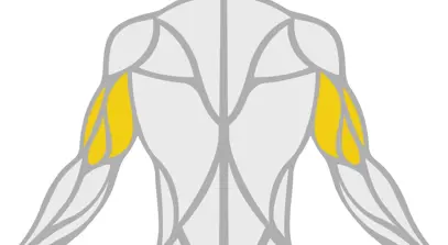 Exercise Library Triceps