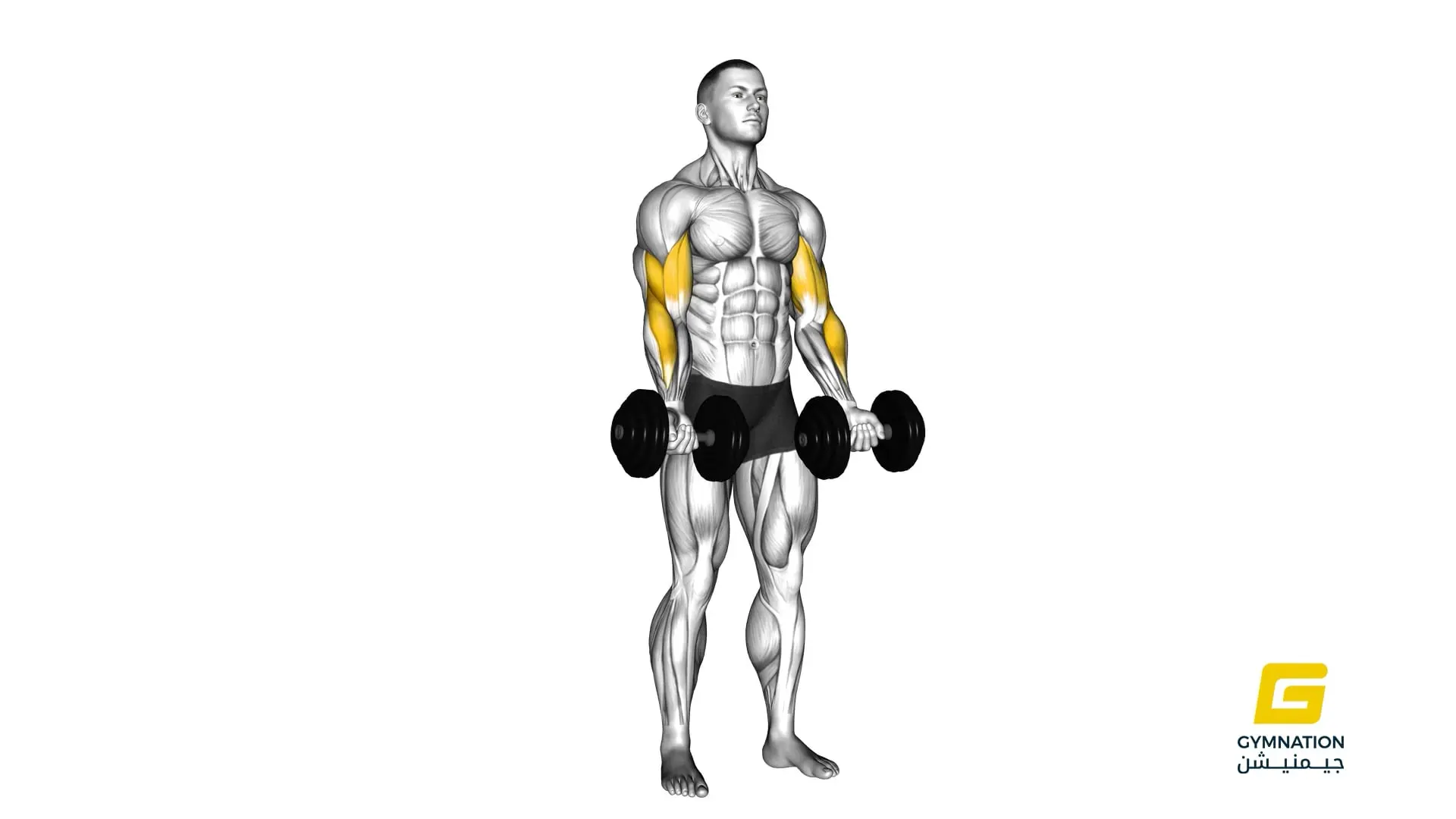 Dumbbell Zottman Curl Thumb