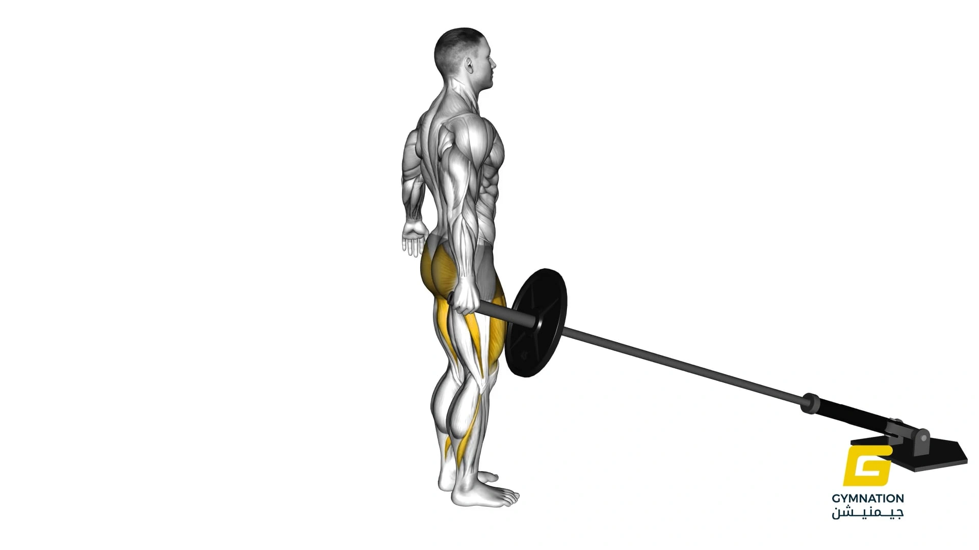 Landmine Rear Lunge Thumb