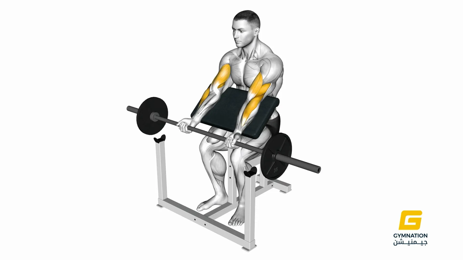 Barbell Preacher Curl Thumb