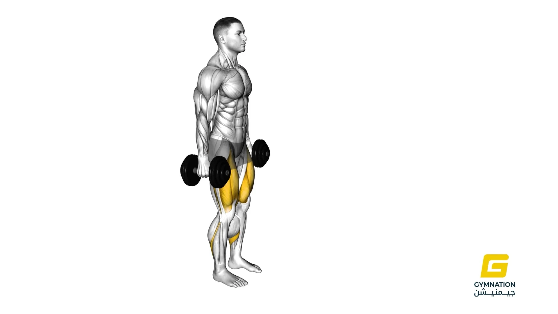 Dumbbell Lunge Thumb