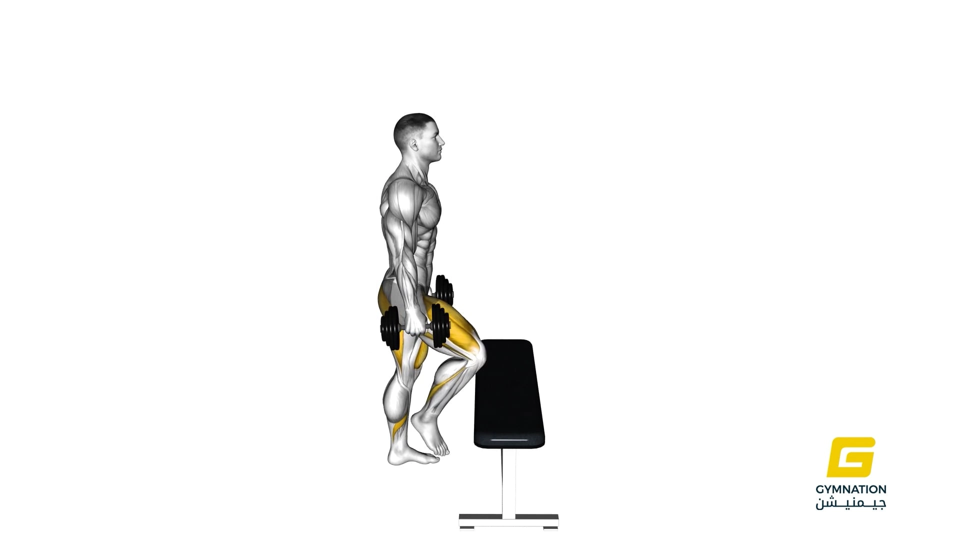 Dumbbell Step Up Thumb