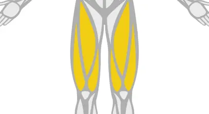 Exercise Library Quads