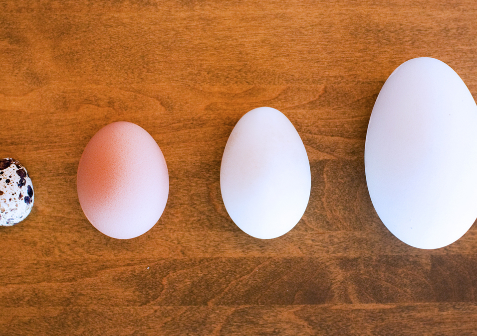 EGGS