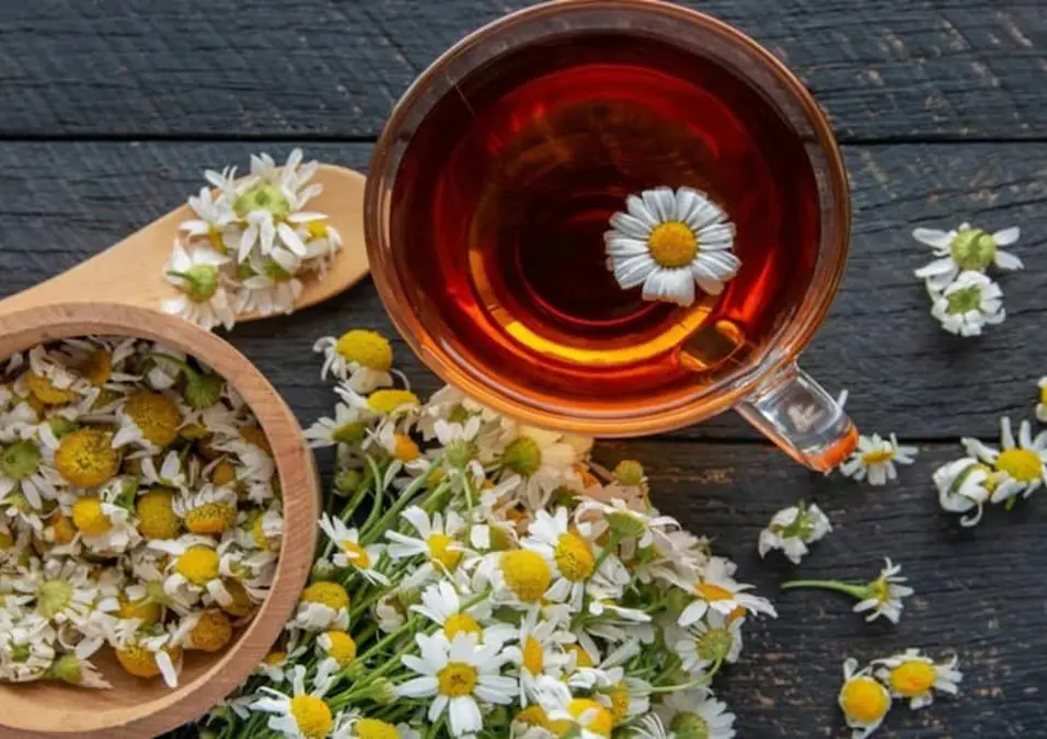 لقطة علوية لكوب من شاي البابونج، ووعاء خشبي من زهور البابونج المجففة، وباقة من الزهور الطازجة، يوحي بفوائد البابونج للمعدة والقولون.