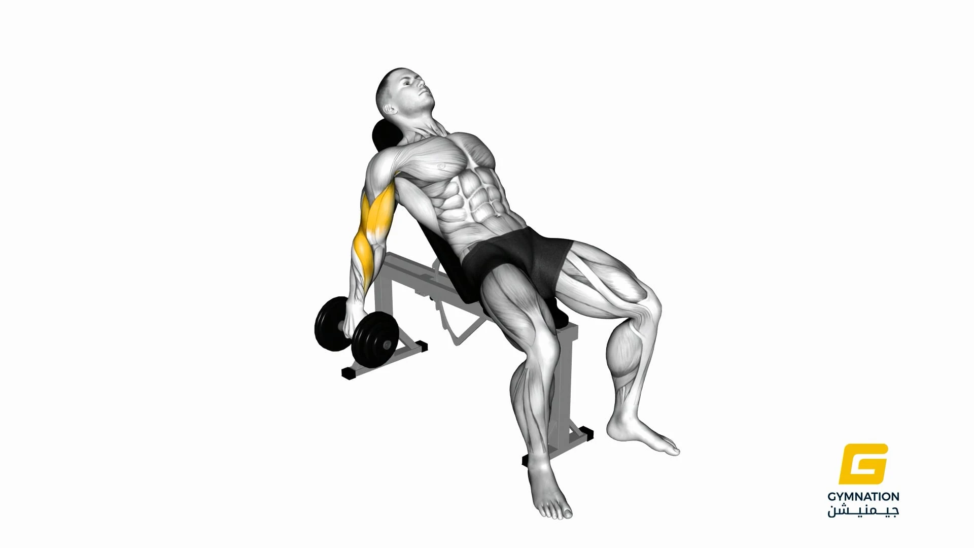 Dumbbell Incline Biceps Curl Thumb