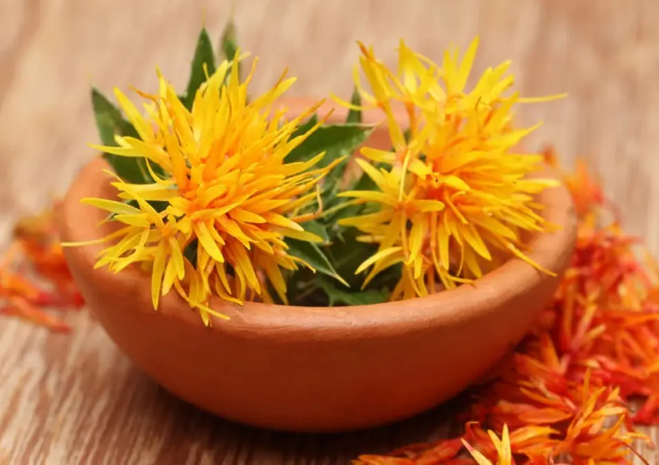 زهرتان من العصفر باللون الأصفر الزاهي في وعاء فخاري صغير، مع بتلات برتقالية مجففة متناثرة حولهما، مما يوحي بفوائد العصفر للخوف والقلق وطريقة استخدامه.