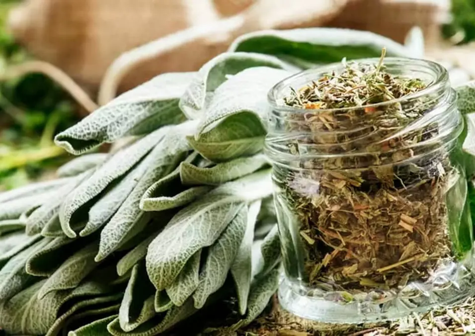 مرطبان زجاجي مليء بأوراق الميرمية المجففة بجانب حزمة من أوراق الميرمية الطازجة، مما يوحي بفوائد الميرمية للرجال ودورها في دعم الصحة.