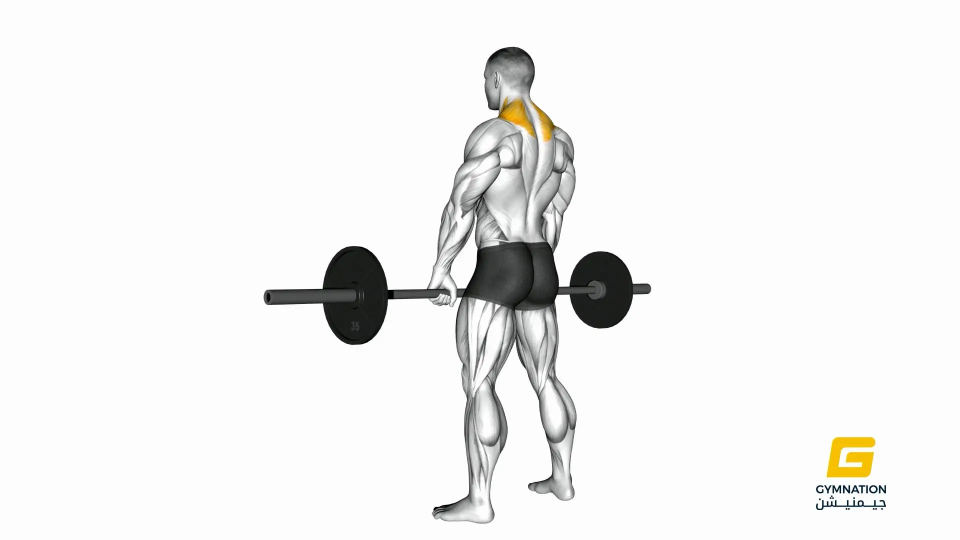 Barbell Shrug Thumb
