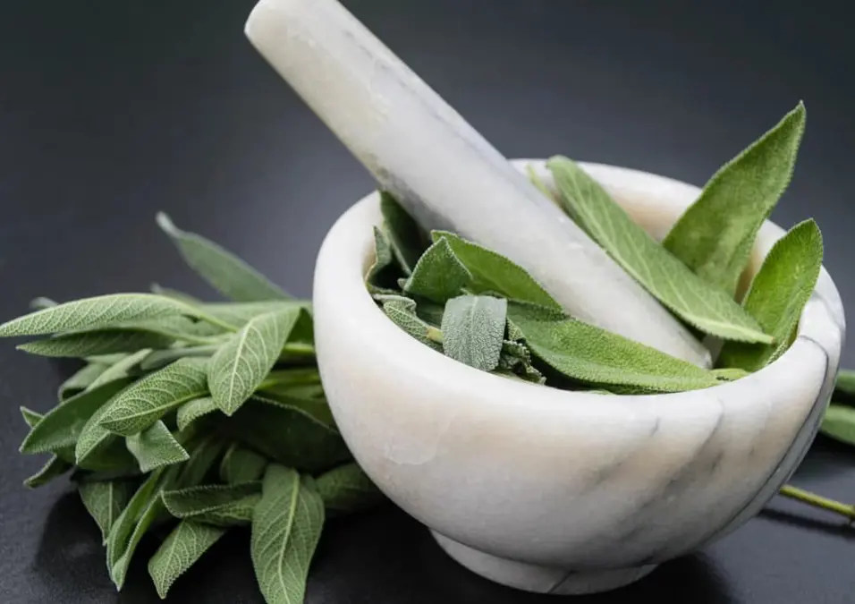 هاون ومدقة من الرخام الأبيض مملوءان بـ أوراق الميرمية الخضراء الطازجة، مع المزيد من الميرمية المتناثرة على سطح داكن، مما يسلط الضوء على فوائد الميرمية للبشرة والحصول على بشرة صافية.