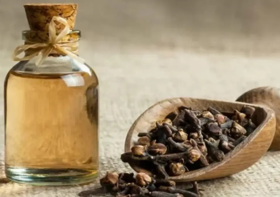 زجاجة صغيرة بسدادة فلينية تحتوي على زيت القرنفل الذهبي، بجوار مغرفة خشبية مليئة بالقرنفل المجفف، مما يوحي باستخداماته وأضراره وطريقة استعماله.