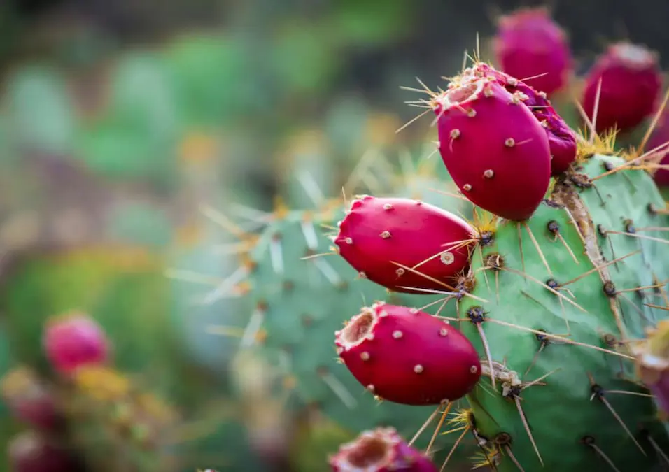  ثمار التين الشوكي الحمراء الناضجة على لوح صبار، تستكشف فوائد التين الشوكي للحامل وهل هو خيار آمن ومفيد.