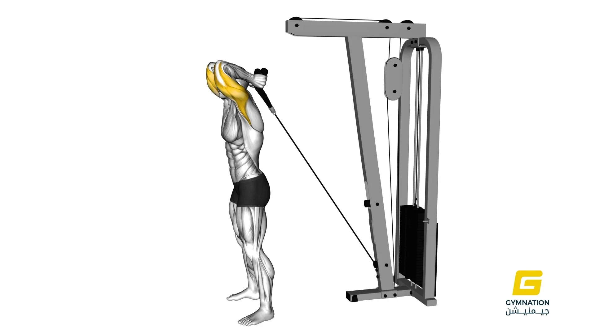 Cable Overhead Triceps Extension (Rope Attachment) Thumb