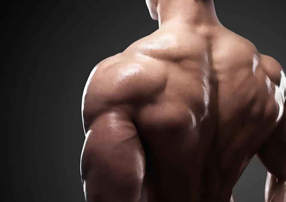 Muscle Hypertrophy