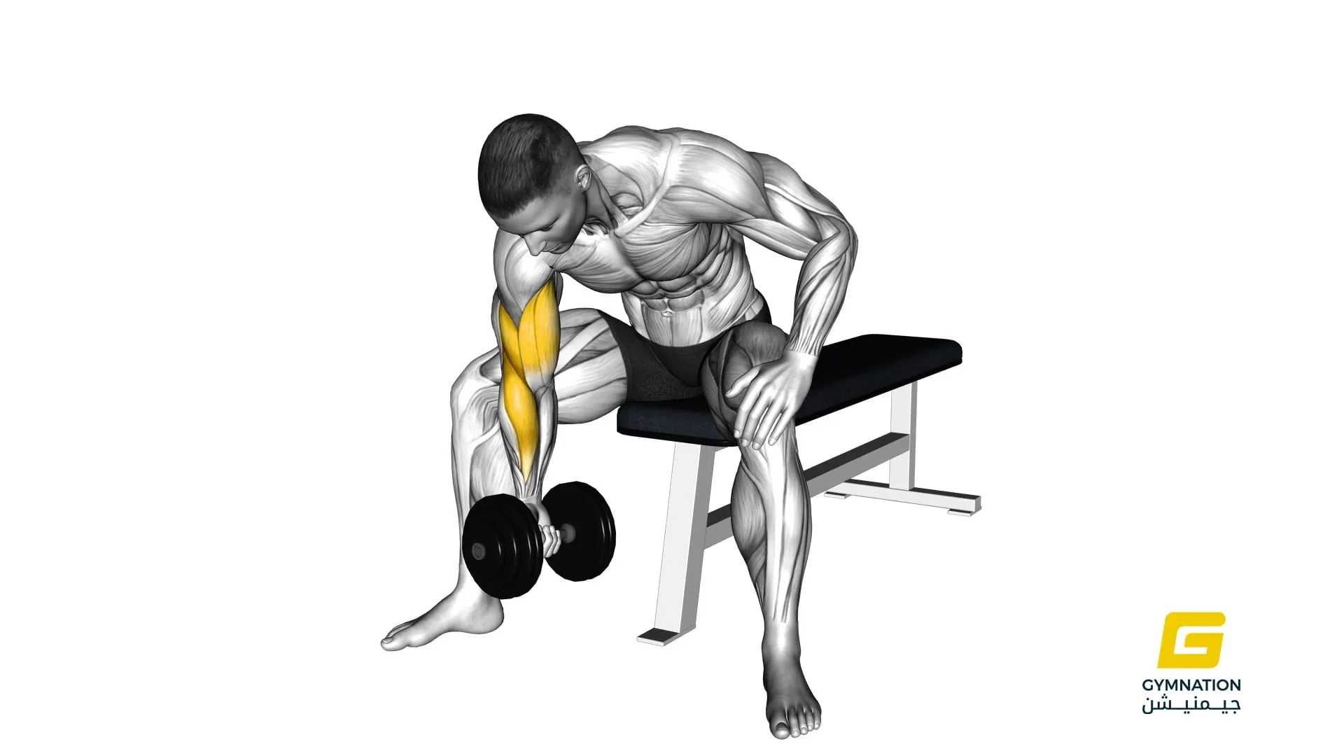 Dumbbell Concentration Curl Thumb