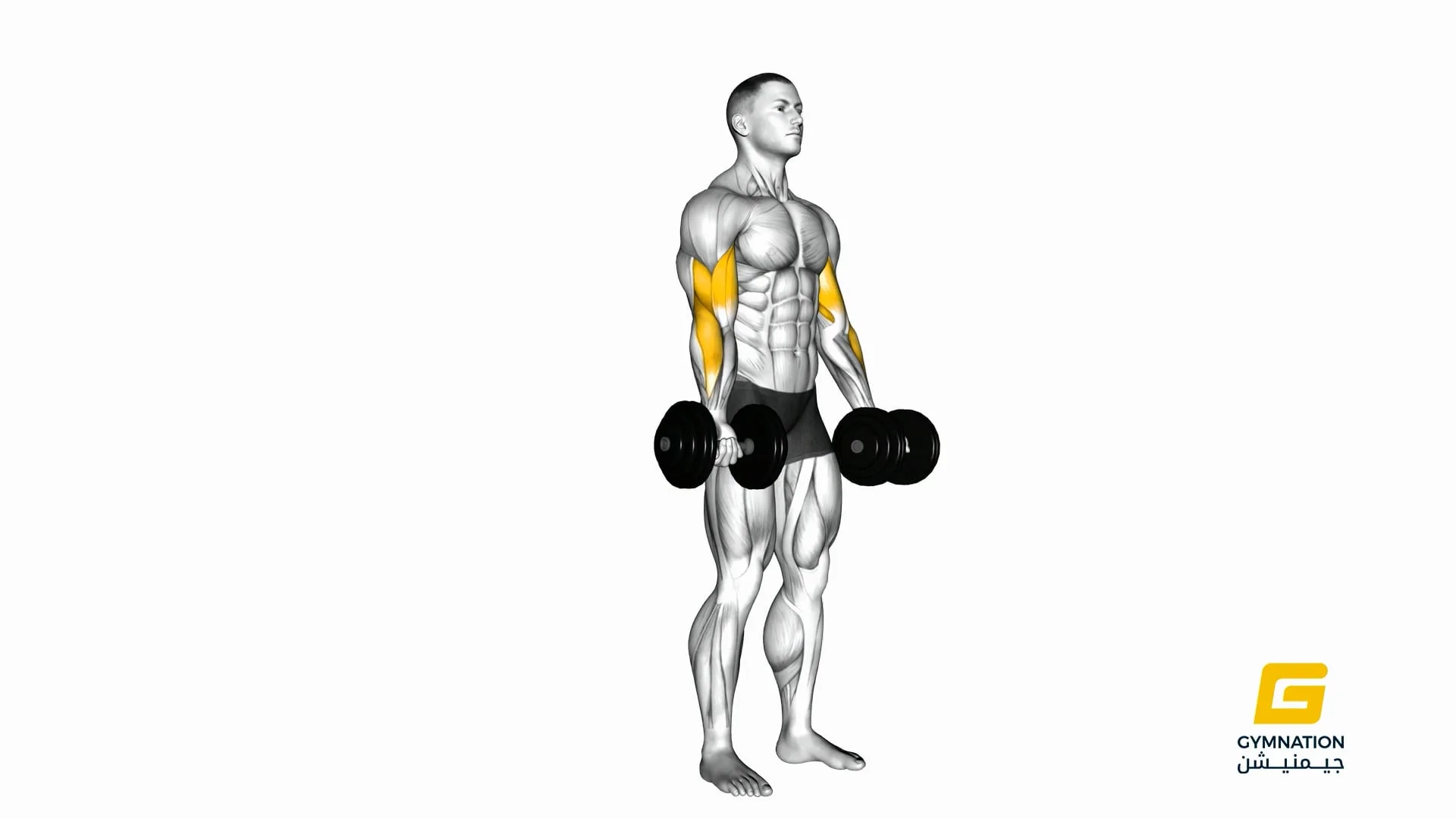 Dumbbell Standing Biceps Curl Thumb