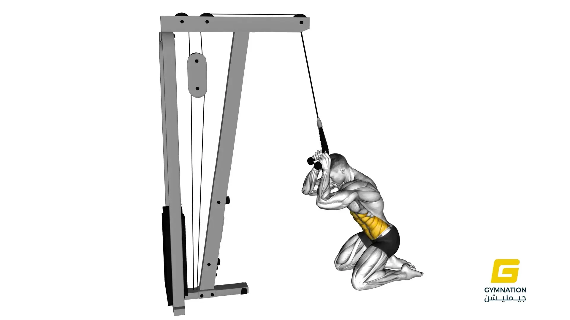 Cable Kneeling Crunch Thumb